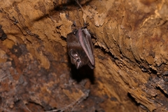 Peropteryx