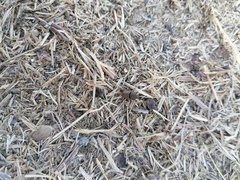 Euoniticellus intermedius