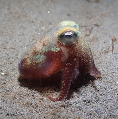 Rossia pacifica