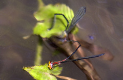 Pseudagrion ustum