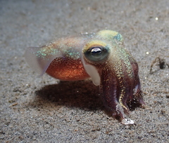 Rossia pacifica