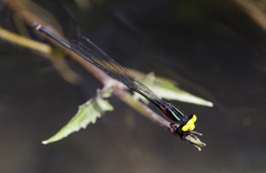 Pseudagrion crocops