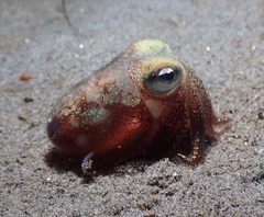 Rossia pacifica