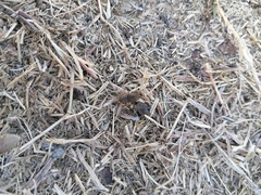 Euoniticellus intermedius