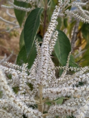 Colebrookea oppositifolia
