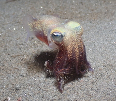 Rossia pacifica