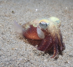 Rossia pacifica