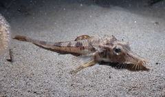 Podothecus accipenserinus