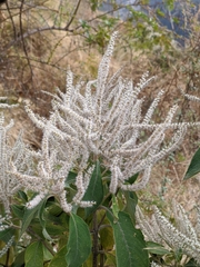 Colebrookea oppositifolia