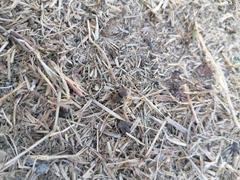 Euoniticellus intermedius