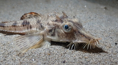 Podothecus accipenserinus