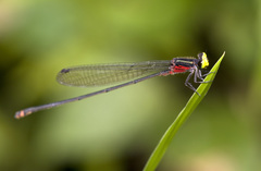 Pseudagrion crocops
