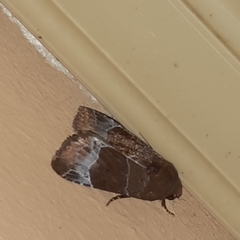 Hampsonodes mastoides