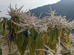 Colebrookea oppositifolia