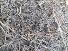 Euoniticellus intermedius