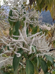 Colebrookea oppositifolia