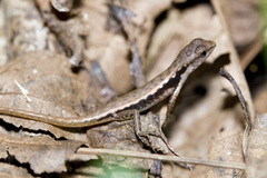 Sphenomorphus celebensis