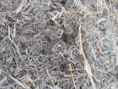 Euoniticellus intermedius