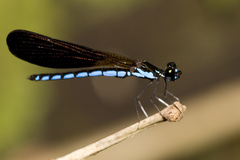 Rhinocypha frontalis