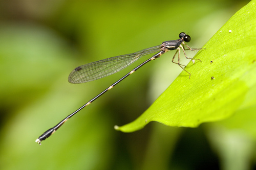 Drepanosticta ephippiata