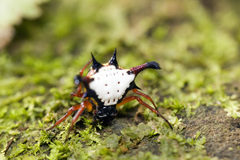 Gasteracantha clavatrix