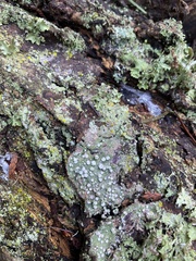 Pertusaria subambigens