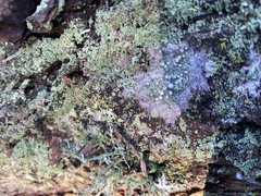 Pertusaria subambigens