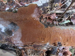 Hymenochaete cinnamomea