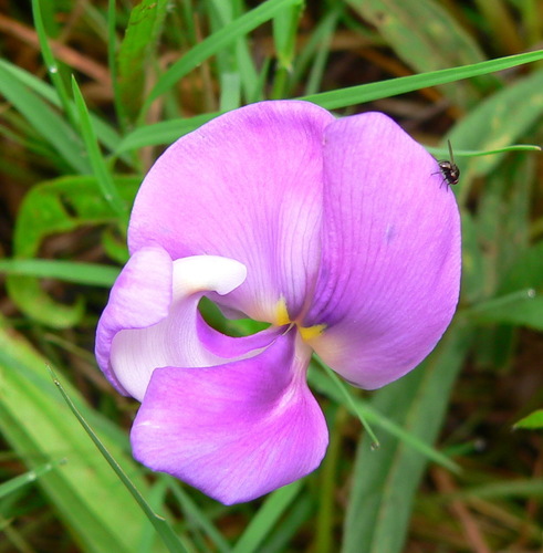 Vigna vexillata iNat (3)