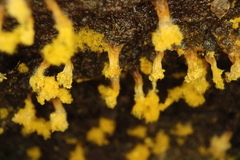 Oligonema verrucosum