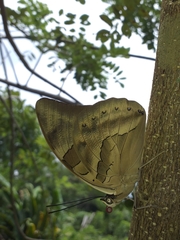 Archaeoprepona demophon