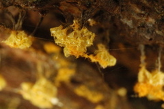 Oligonema verrucosum