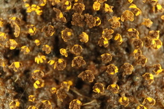 Physarum viride