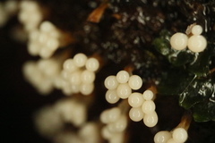 Oligonema verrucosum
