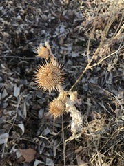 Onopordum acanthium