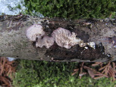 Corticium roseocarneum