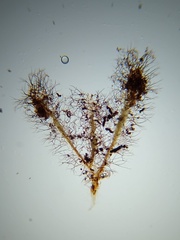 Paradiachea caespitosa