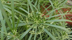 Cyperus