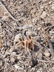 Grammostola rosea