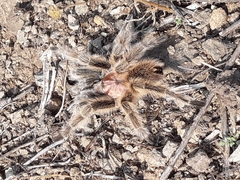 Grammostola rosea