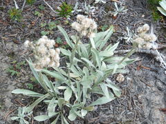Antennaria lanata