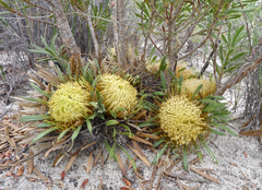Banksia tridentata