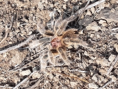 Grammostola rosea