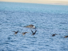 Histrionicus histrionicus