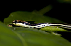 Dendrelaphis marenae