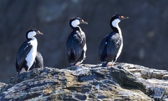 Leucocarbo georgianus