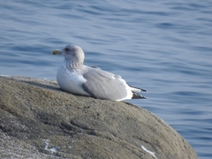 Larus