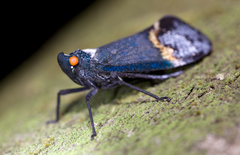 Penthicodes farinosus