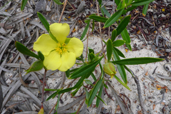 Hibbertia striata