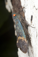 Penthicodes farinosus